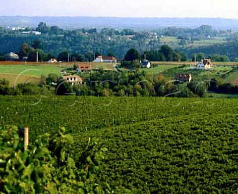 Vineyards of Chateau Jolys near Pau ACJurancon