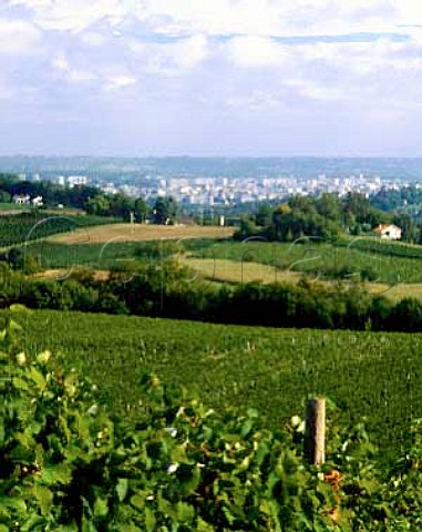 Vineyards of Chateau Jolys with Pau in distance    ACJurancon