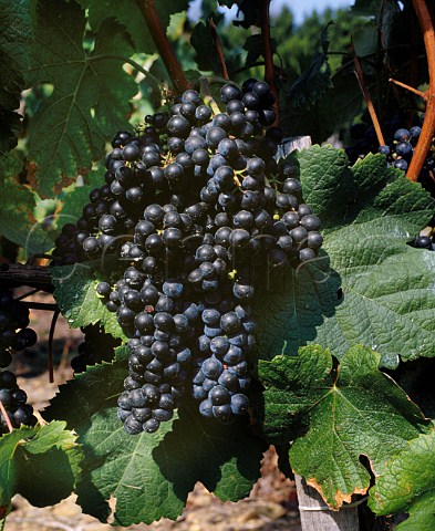 Tannat grapes Madiran France