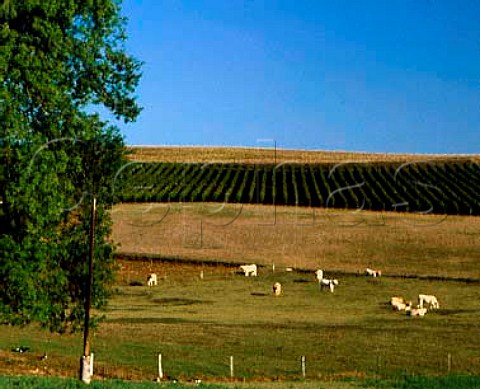 Vineyard and cattle near Montreal Gers   AC Armagnac