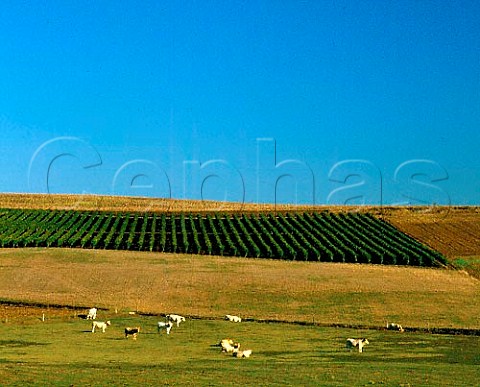 Vineyard and cattle near Montral Gers France    AC Armagnac