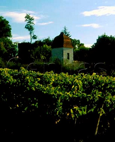 Vineyard at Chateau de Balarin near Montreal Gers   AC Armagnac