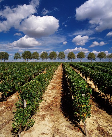 Vineyard of Chteau Pierron with avenue of plane trees beyond Nrac LotetGaronne France  Buzet