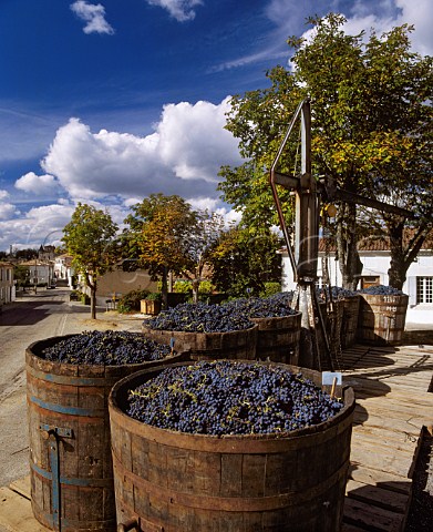 Harvested Cabernet Sauvignon grapes in the village of Xaintrailles awaiting collection by the Buzet  cooperative   LotetGaronne France  Buzet