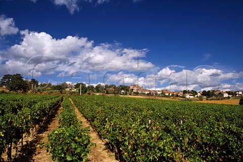 Vineyard at Xaintrailles LotetGaronne France  Buzet