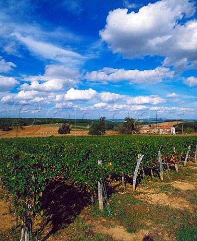 Vineyards and farm buildings at Lasmazres   near Xaintrailles LotetGaronne France    Buzet
