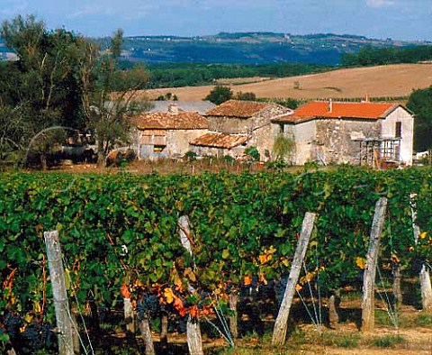 Vineyards and farm buildings near Xaintrailles   LotetGaronne France   Buzet