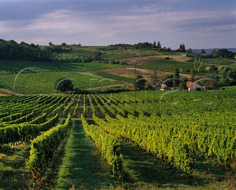 Vineyards near Monbazillac Dordogne France   Monbazillac  Bergerac