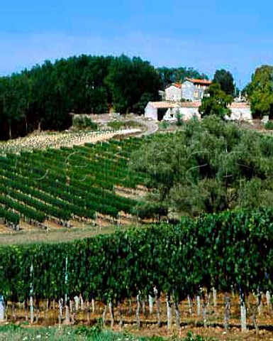 Vineyards at Velines near StFoylaGrande   Dordogne France   HautMontravel  Bergerac