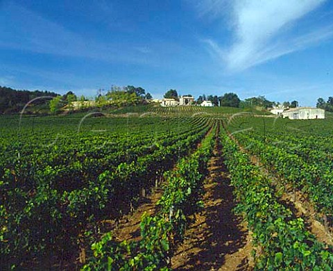 Vineyards near CastillonlaBataille Gironde   France   Ctes de Castillon  Bordeaux