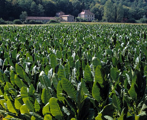 Tobacco growing near Les Eyzies Dordogne France