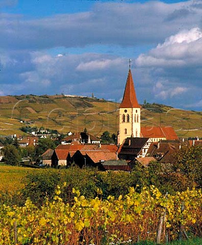 Autumnal vineyards around the village and church of   Ammerschwihr HautRhin France    Alsace