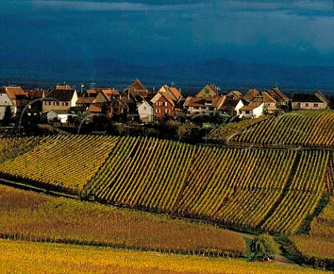 Stormy sky over village of Zellenberg and its   autumnal vineyards HautRhin France   Alsace