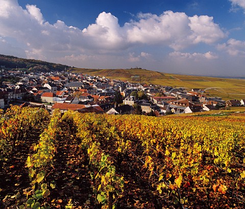 Autumnal Pinot Noir vineyards surround the village of Verzenay with its windmill in the distance Marne France Montagne de Reims  Champagne