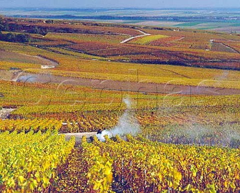 Burning Pinot Noir prunings in the autumn on the   slopes of the Montagne de Reims above Bouzy    Champagne