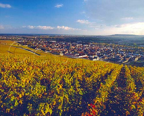 Autumnal vineyards above Ay and the Marne Valley    the buildings at the bottom of the slope are from   right to left Raoul Collet Deutz Ayala and   Bollinger    Marne France   Champagne