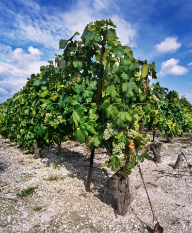 Chardonnay vines on the chalk soil of the Cte des Blancs Avize Marne France Cte des Blancs  Champagne
