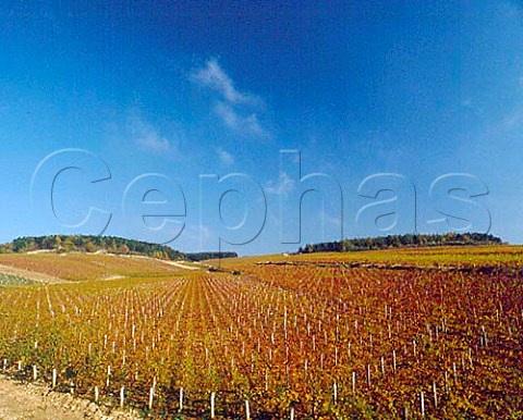 Premier Cru vineyard Vaulorent with Grand Cru   Bougros at top right Chablis Burgundy