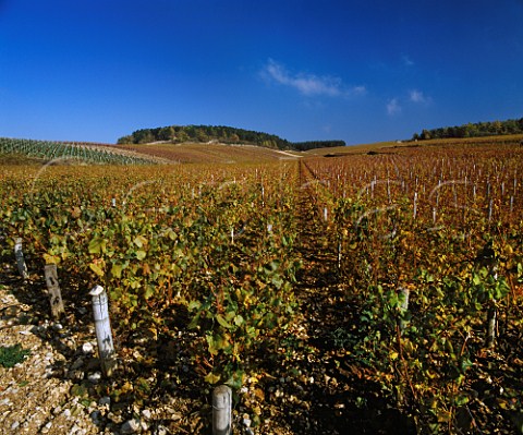 Vaulorent Premier Cru vineyard with Bougros Grand Cru at top right  Chablis Yonne France Chablis