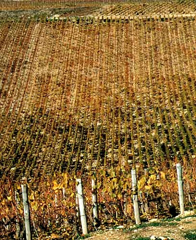 Chablis Grand Cru vineyards Vaudsir viewed from Grenouilles  Chablis Yonne France