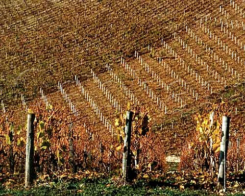 Chablis Grand Cru vineyards Vaudsir viewed from   Grenouilles   Yonne France