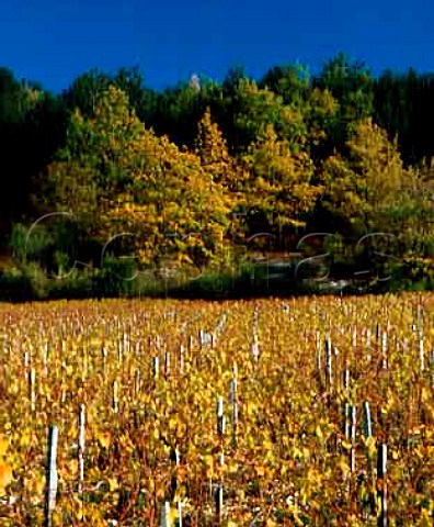 Grenouilles vineyard Chablis Yonne France     Chablis Grand Cru
