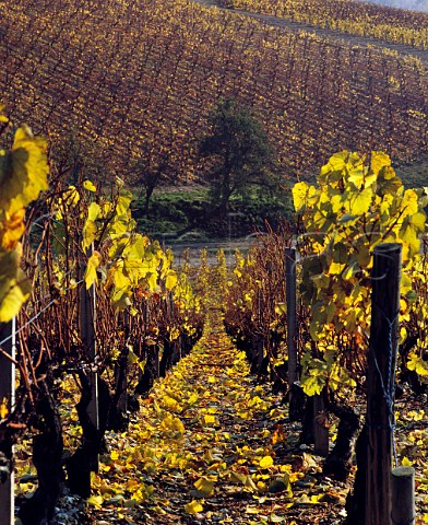 Autumnal Chardonnay vines in Vaudsir vineyard with Grenouilles beyond Chablis Yonne France Chablis Grand Cru