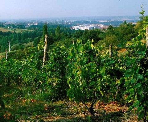 Vineyard above the mineralwater bottling factory at  SaintYorre PuydeDme France