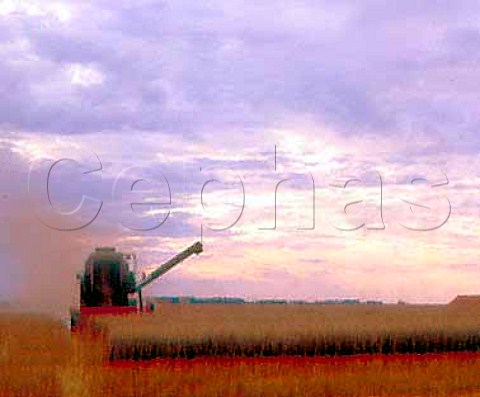 Combine harvester at work in barley field   Ile de France