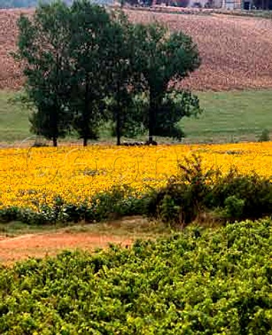Vineyards and sunflowers near MontpezatdeQuercy   TarnetGaronne France   Coteaux de Quercy