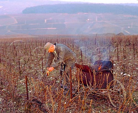 Pruning vines and burning them in a mobile   incinerator is a common sight in the vineyards of   Champagne during winter These Pinot Meunier vines are   above the Marne valley at Champillon  Champagne
