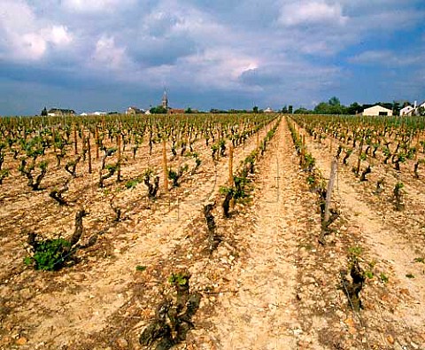 The Sauvignon Blanc vineyard of Didier Dagueneaufrom which come the grapes for his top wine  Silex so called because of the high flint content of thesoil His winery is on the right with the village ofStAndelain on left Near PouillysurLoire NivreFrance  PouillyFume