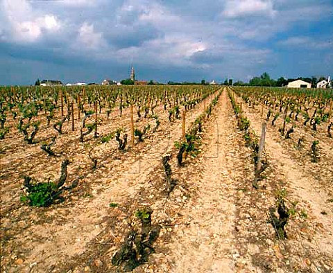 The Sauvignon Blanc vineyard of Didier Dagueneaufrom which come the grapes for his top wine  Silexso called because of the high flint content of thesoil   StAndelain near PouillysurLoire NivreFrance   PouillyFum