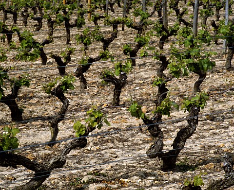 Sauvignon Blanc vineyard of Domaine Didier Dagueneau from which come the grapes for Silex  so called because of the high flint content of the soil    StAndelain near PouillysurLoire Nievre France      PouillyFum