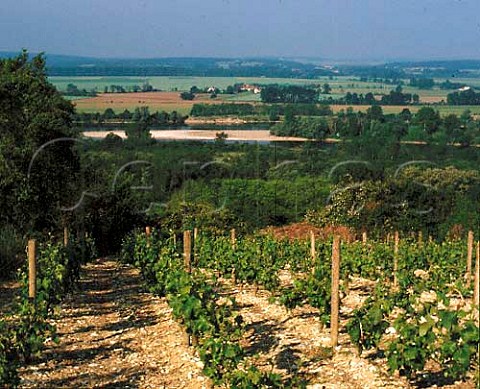Vineyard above the River Loire at Les Loges   near PouillysurLoire Nivre France   AC PouillyFum
