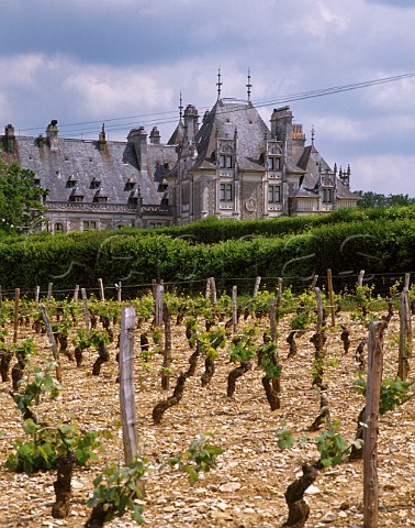 Sauvignon Blanc vineyard in spring by the chteau of MenetouSalon Cher France