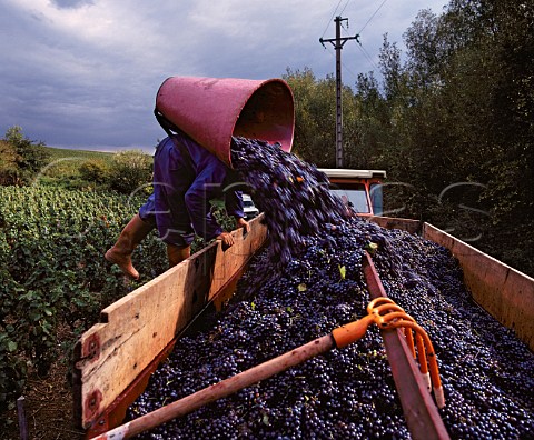 Hod carrier emptying Gamay grapes into trailer at   Domaine Claude et Michelle Joubert Lantigni near Beaujeu Rhne France Beaujolais Villages