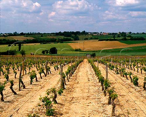 Sauvignon Blanc vineyard in spring   MenetouSalon Cher France  MenetouSalon