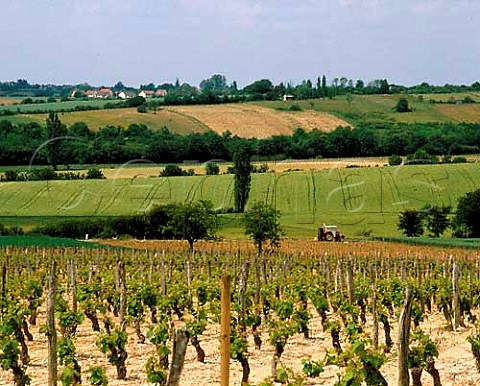 Sauvignon Blanc vineyard at MenetouSalon Cher   France