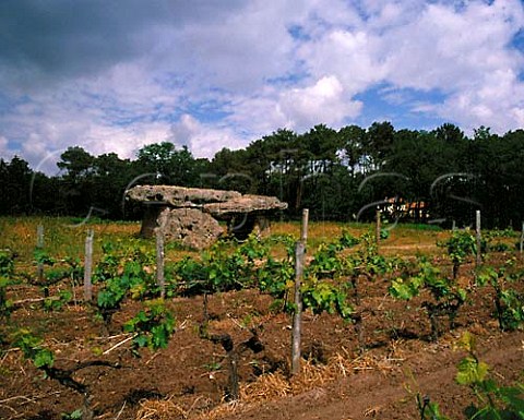 Dolmen de GardeEpe by vineyard at StBrice   near Cognac Charente France  Cognac