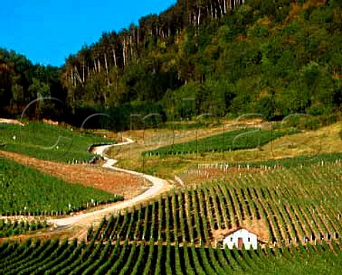 Vineyards of ChateauChalon near Voiteur Jura