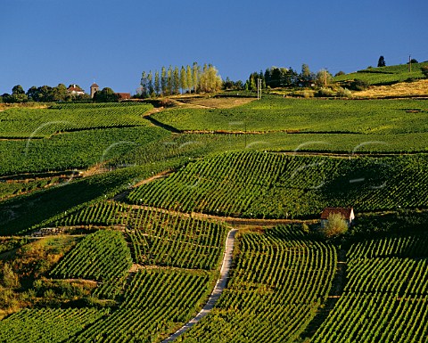 Vineyards below village of MentruleVignoble Jura France AC ChteauChalon