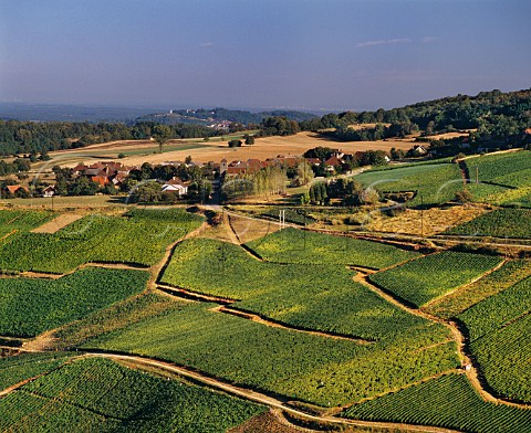 Vineyards below village of MentruleVignoble Jura France ChteauChalon