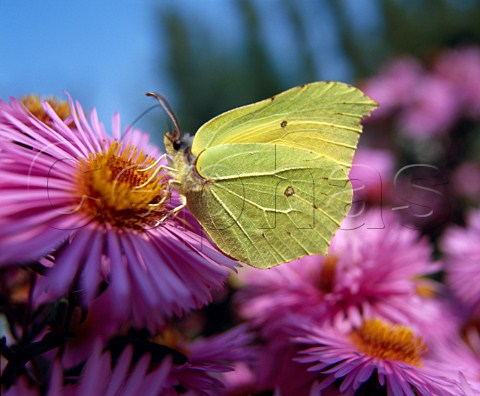 Brimstone butterfly Gonepteryx rhamni   feeding on Michaelmas Daisy flowers