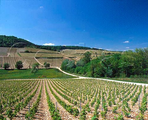 Vineyards on the limestonerich slopes of valley at   Baroville BarsurAube Aube France  Champagne