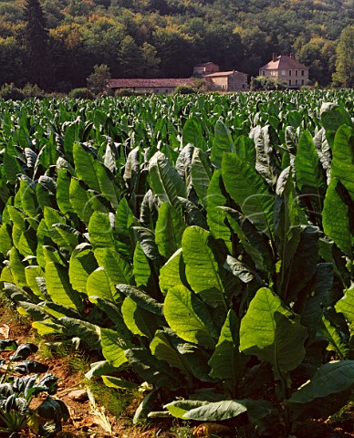 Tobacco farm near Les Eyzies Dordogne France 