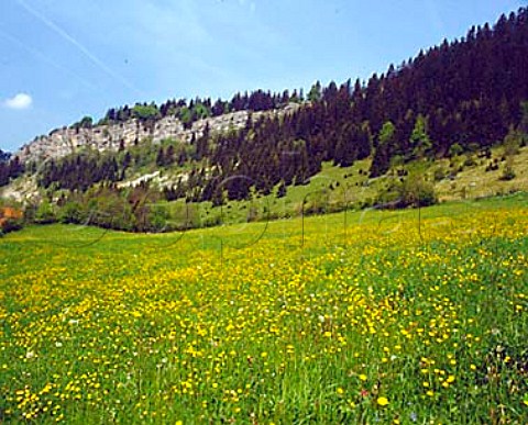 Meadow near La CluseetMijoux Doubs France    FrancheComte
