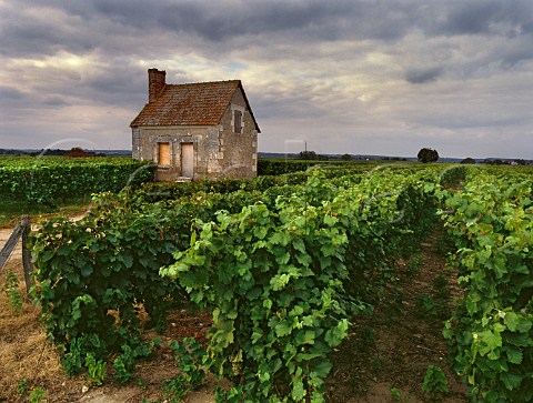Stone hut amidst Chenin Blanc vineyards at Husseau IndreetLoire France MontlouissurLoire