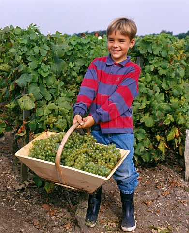 Young boy with a basket of Semillon grapes in vineyard of Domaine de Chevalier Lognan Gironde France    PessacLognan  Bordeaux