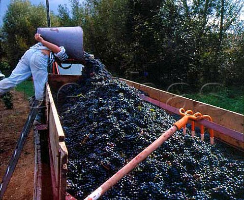 Hod carrier tipping Gamay grapes into trailer at   Domaine Claude et Michelle Joubert Lantigni   near Beaujeu Rhne France    Beaujolais Villages